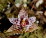 Bulbophyllum stockeri