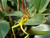 Bulbophyllum tricanaliferum