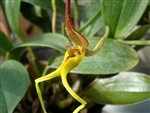 Bulbophyllum tricanaliferum