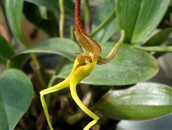 Bulbophyllum tricanaliferum