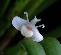 Cadetia taylori