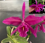 Cattleya maxima v. rubra