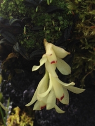Dendrobium cuthbertsonii