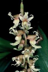 Dendrochilum cootesii species