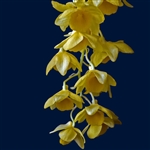 Dendrobium griffithianum