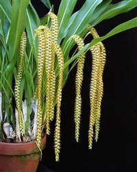 Dendrochilum magnum