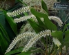 Dendrochilum glumaceum species