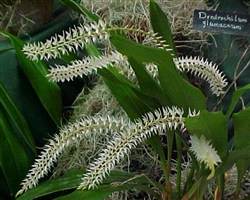 Dendrochilum glumaceum species