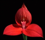 Disa Diablo View