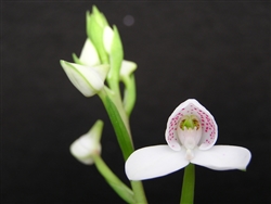 Disa tripetaloides