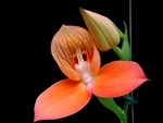 Disa Foam orchid species