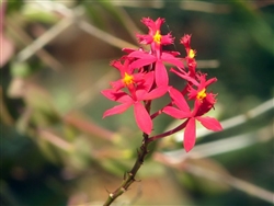 Epidendrum x obrienianum