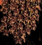 Grammatophyllum stapeliiflorum