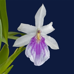 Miltonia spectabilis