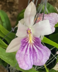 Miltonia spectabilis v. semi-alba