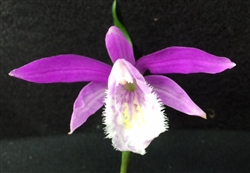 Pleione bulbocodioides 'Ginzanko'