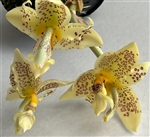 Stanhopea oculata