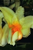 Stanhopea saccata species