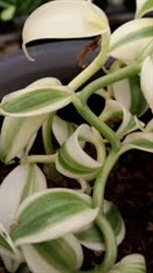 Vanilla planifolia super variegata
