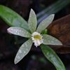 Vanilla planifolia variegata species