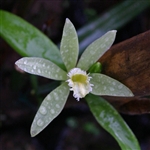Vanilla planifolia variegata species