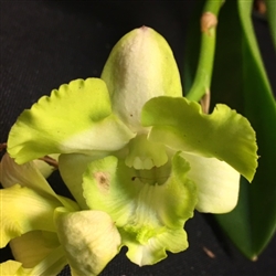 Dendrobium Kultana Fancy v. alba