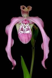 Phragmipedium Ingrid Portilla