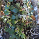 Barbosella orbicularis