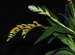 Brachtia andina species
