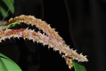Bulbophyllum crassipes species
