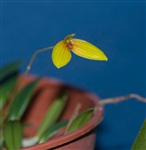 Bulbophyllum didymotropis species