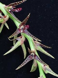 Bulbophyllum exaltatum