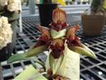 Bulbophyllum pingtungensis