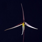 Bulbophyllum speciosum species