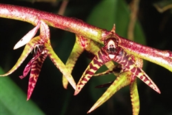 Bulbophyllum steyermarkii