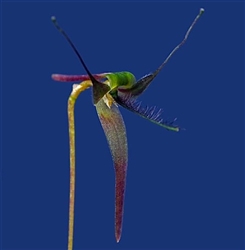 Bulbophyllum tentaculiferum