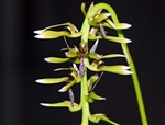 Bulbophyllum weddelii