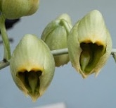 Catasetum macroglossum