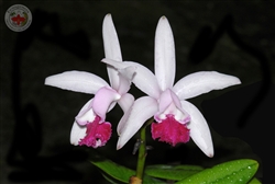 Cattleya intermedia vinicolor