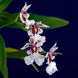 Caucaea phalaenopsis species