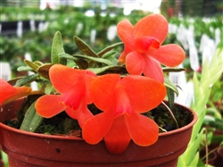 Dendrobium cuthbertsonii orange species