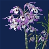 Dendrobium nobile