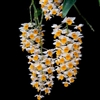 Dendrobium thyrsiflorum