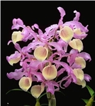 Dendrobium tortile