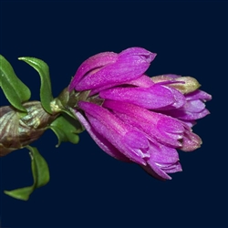 DendrobiumÂ dichaeoides species