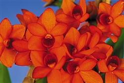 Dendrobium mohlianum species