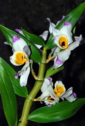 Dendrobium wardianum species
