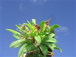 Dryadella clavellata species