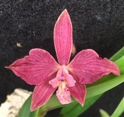 Encyclia fowliei x Soph. brevipedunculata