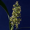 Encyclia vespa